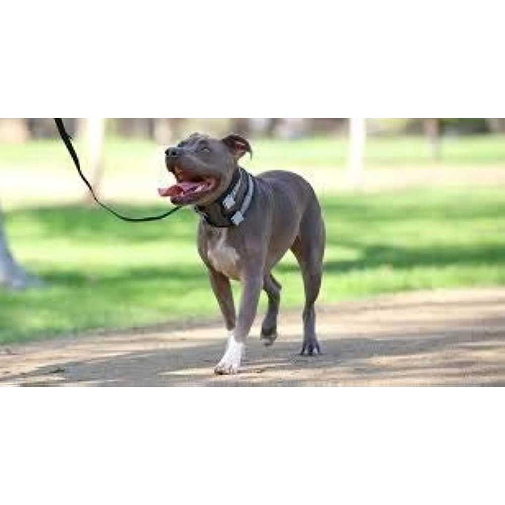 Cesar Millan Pack Leader Collar Training Collar of the Dog Whisperer