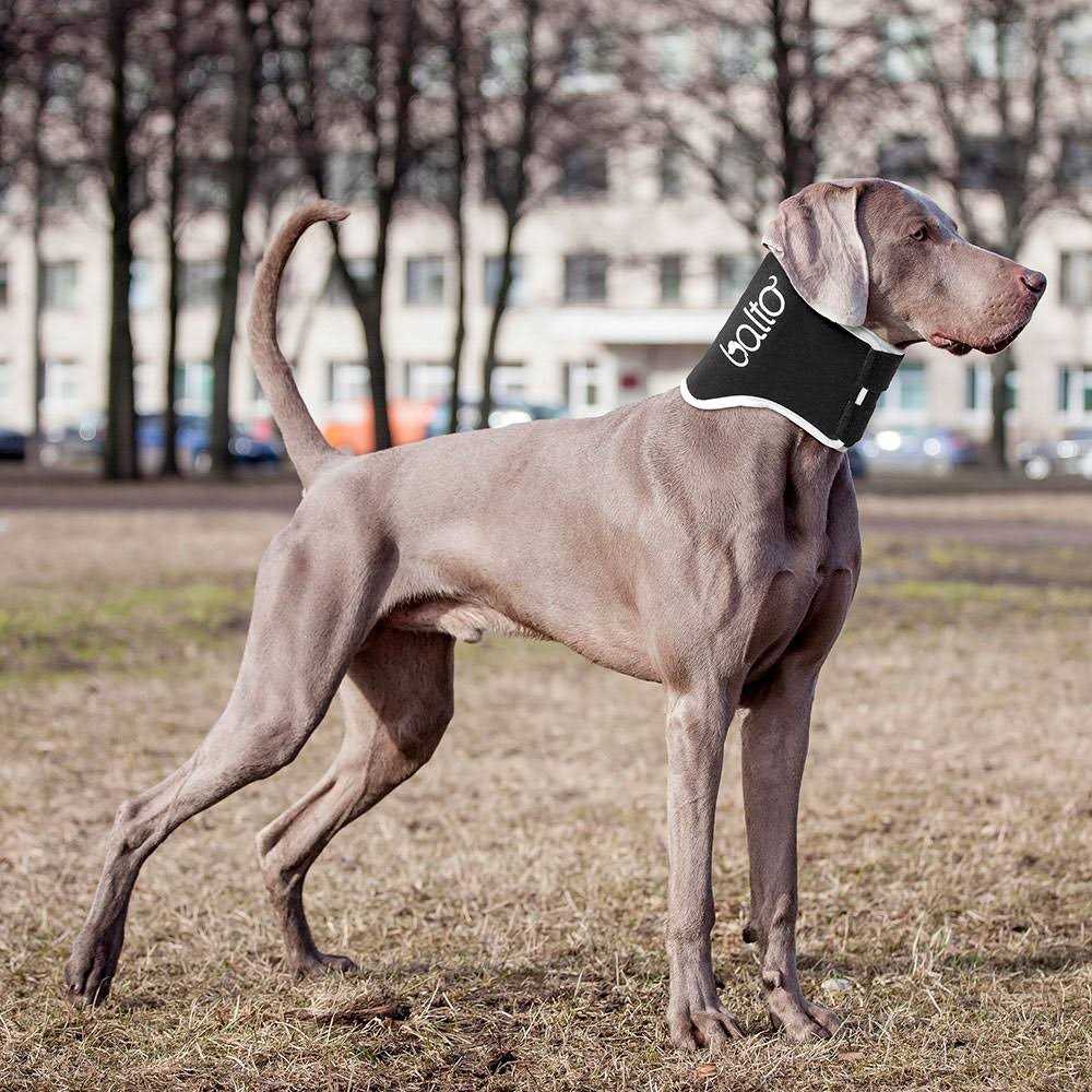 Balto Dog Cone Alternative E-Collar