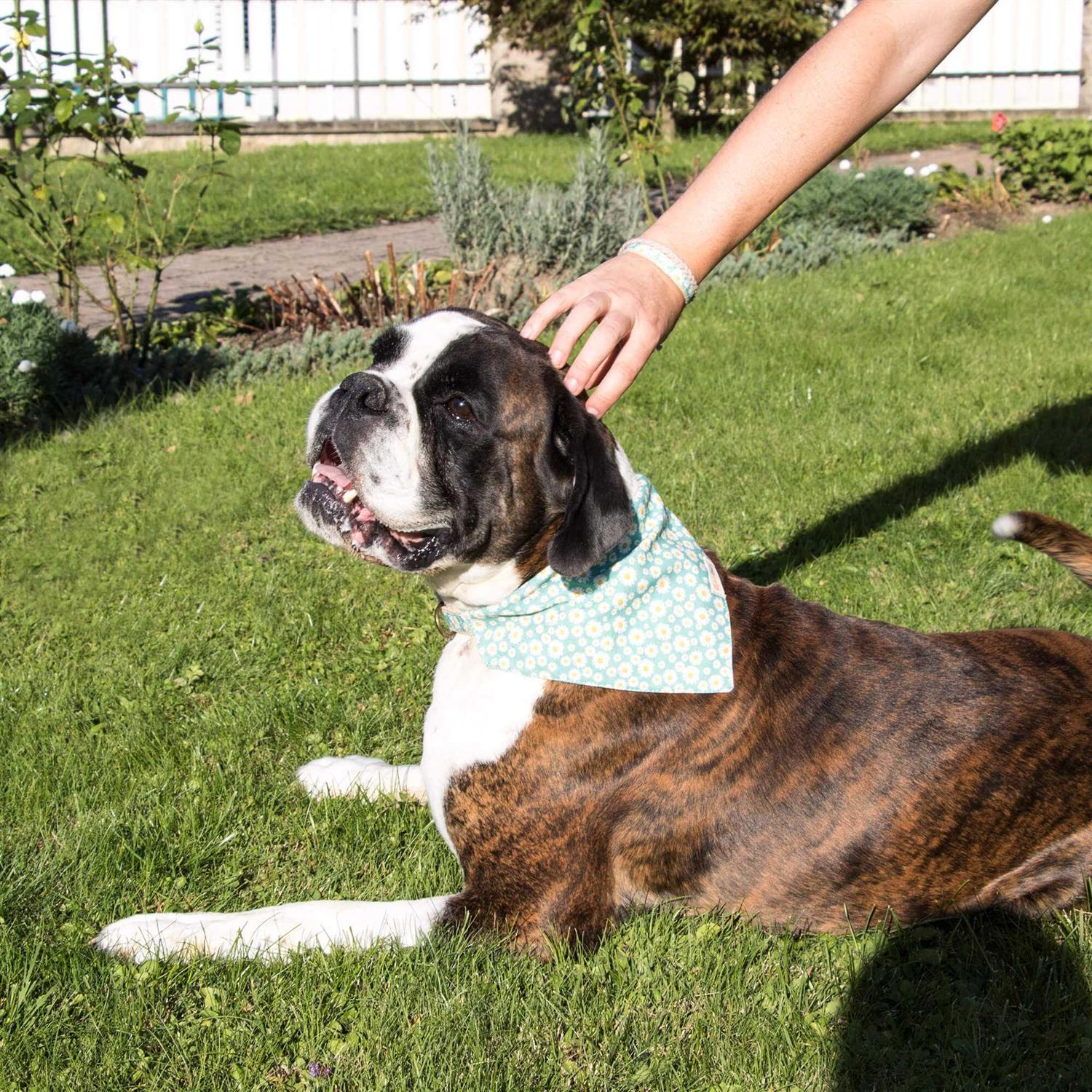 Pettsie Matching Dog Collar, Bandana and Owner Friendship Bracelet Gift Box Included