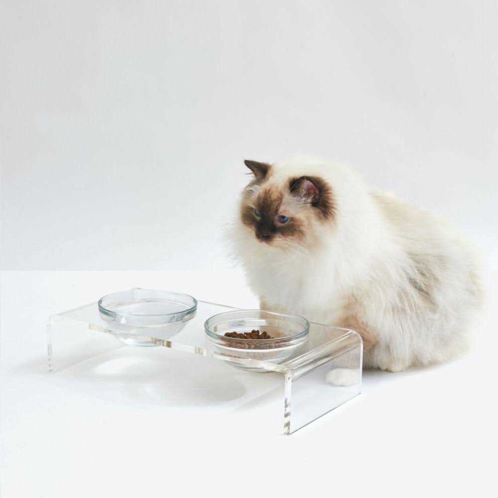 Glass Bowl Clear Elevated Feeder Hiddin