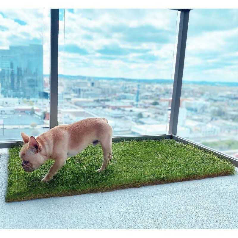 DoggieLawn Dog Potty Real Grass