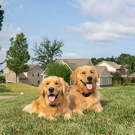 PetSafe Stay Play Wireless Fence