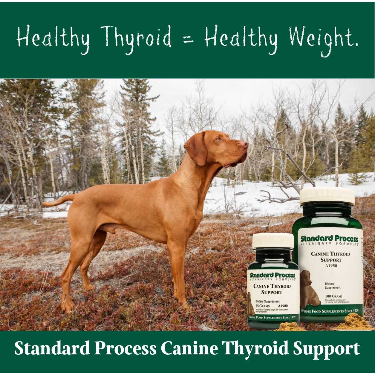 Canine Thyroid Support