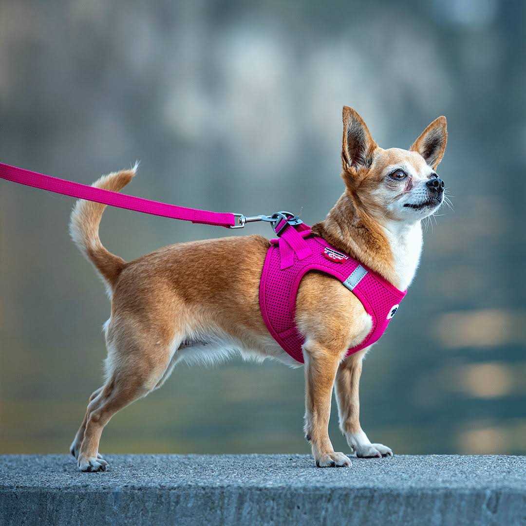 Curli Clasp Vest Air-Mesh Dog Harness