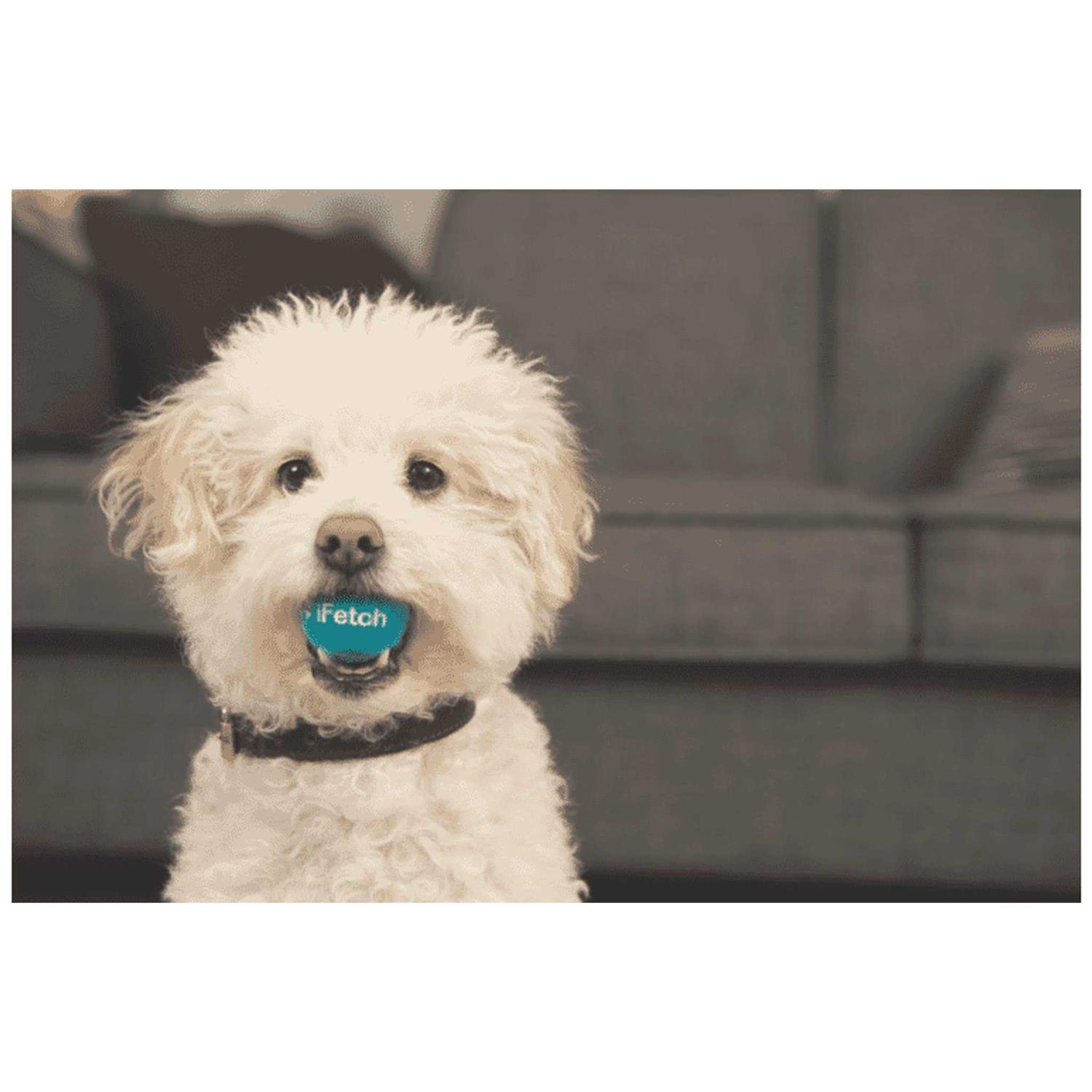iFetch Interactive Dog Ball Launcher