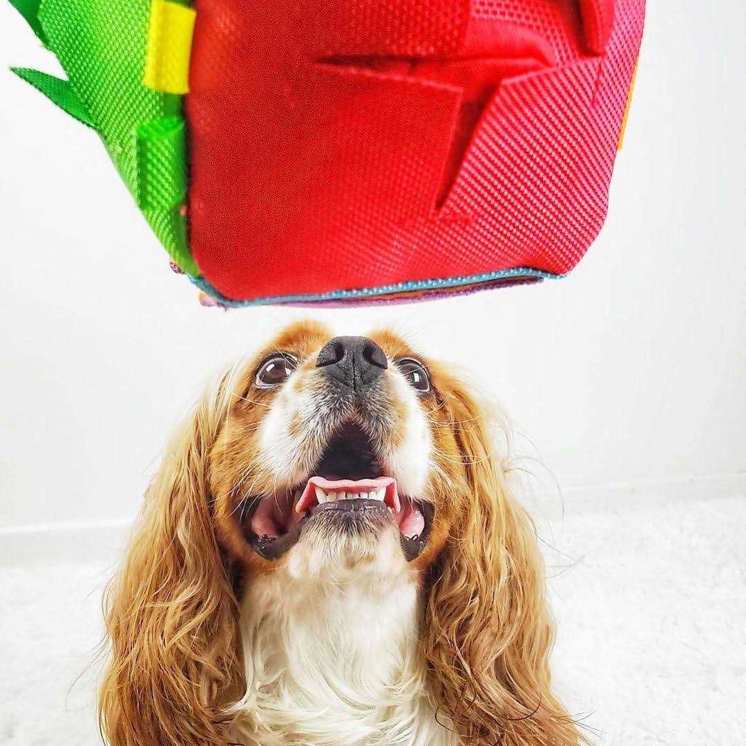 Hide n’ Seek Cube Dog Puzzle Toy