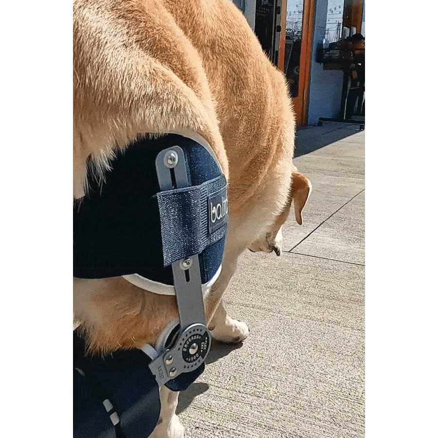 Balto Ligatek Adjustable Hinged Dog Knee Brace