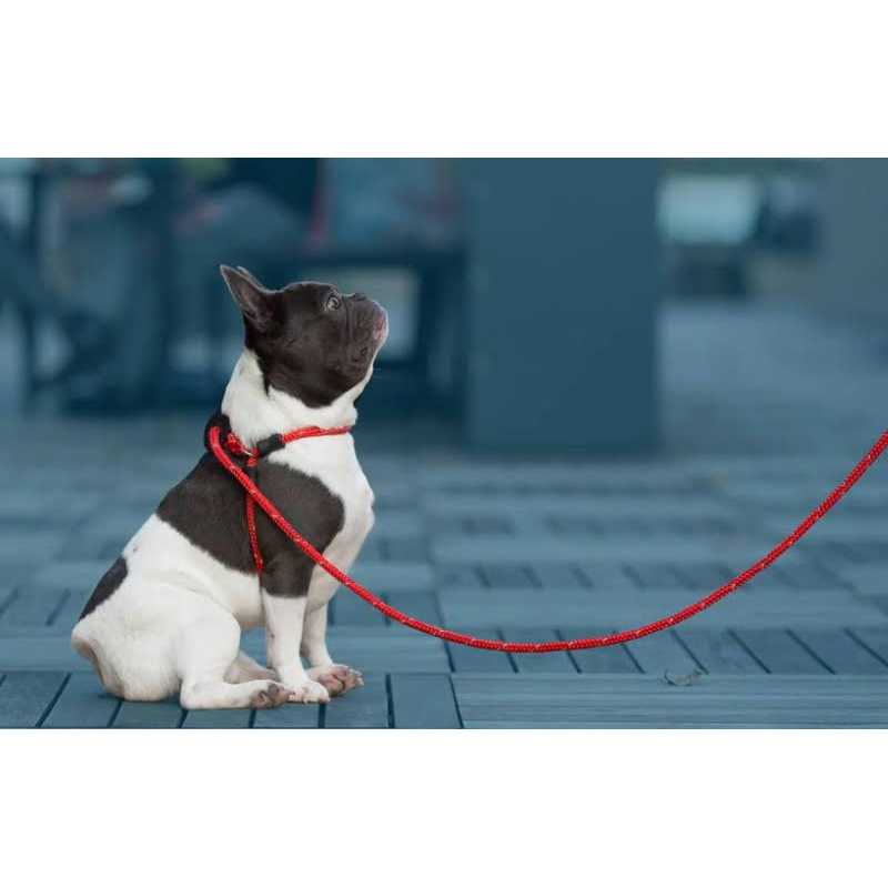 Harness Lead Dog Harness