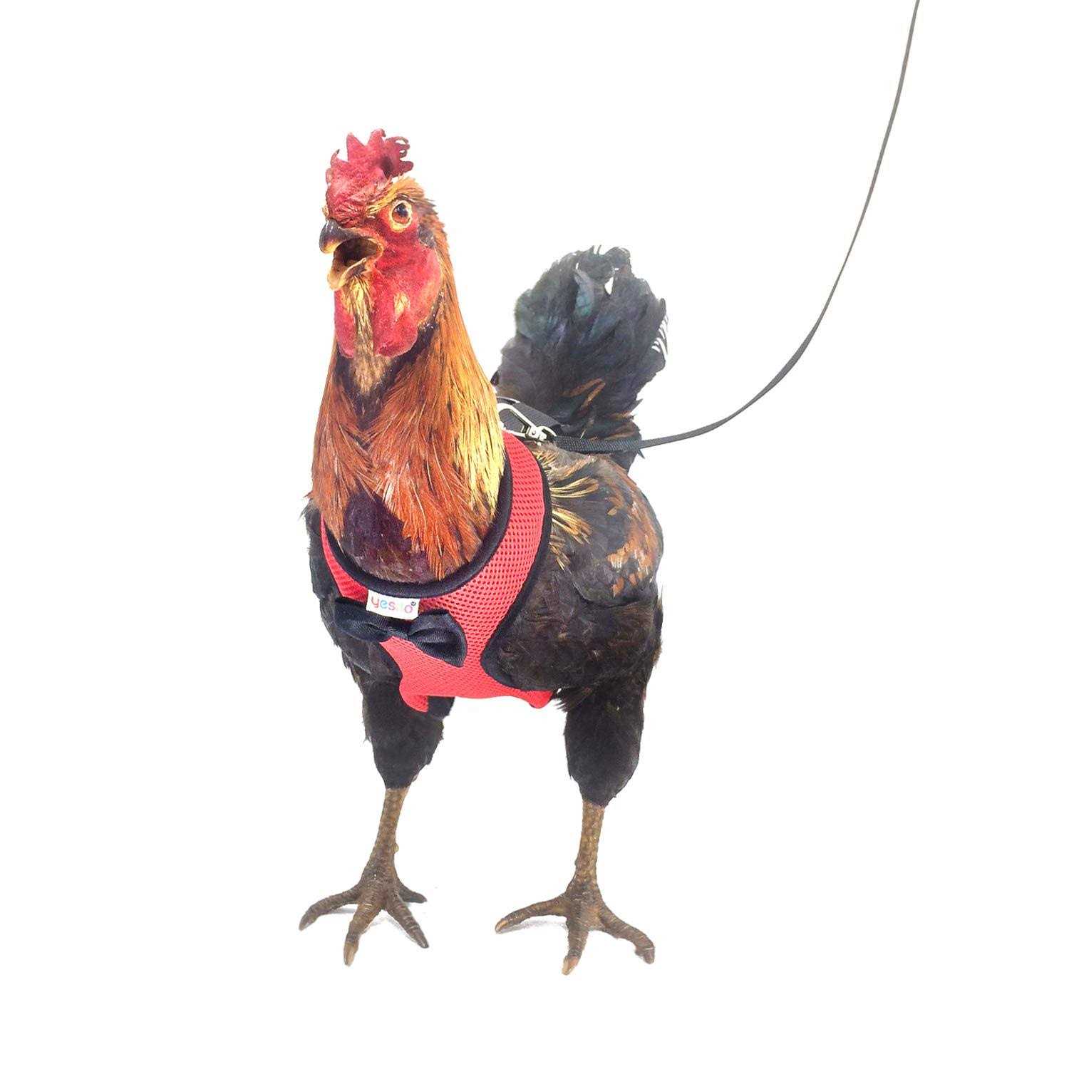 Yesito Chicken Harness Hen Size with 6ft Matching Leash