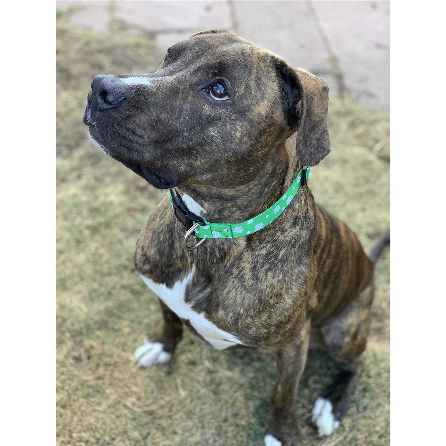 Native Pup St Patricks Day Dog collars