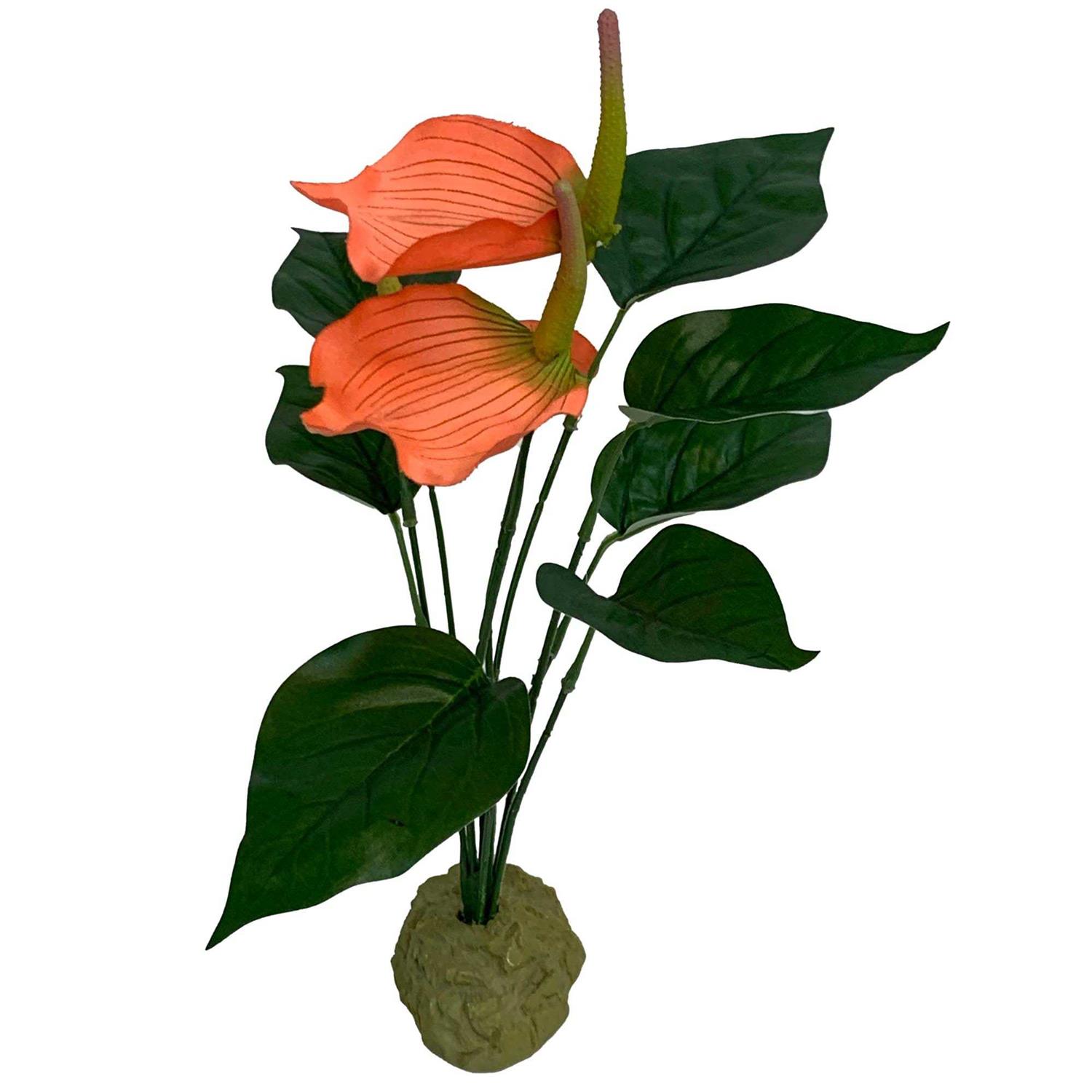 Komodo Anthurium Bush Plant