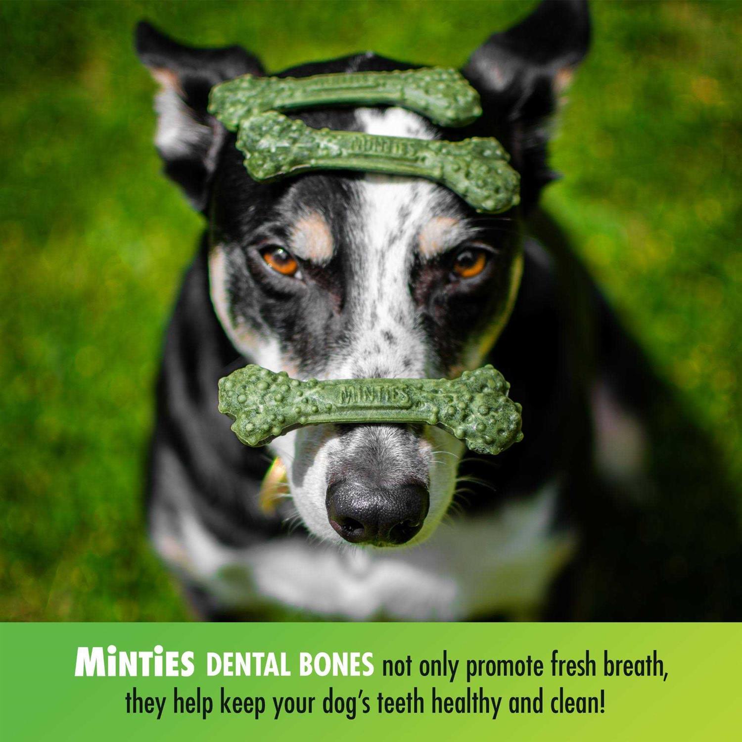 Minties Dental Treats Dogs