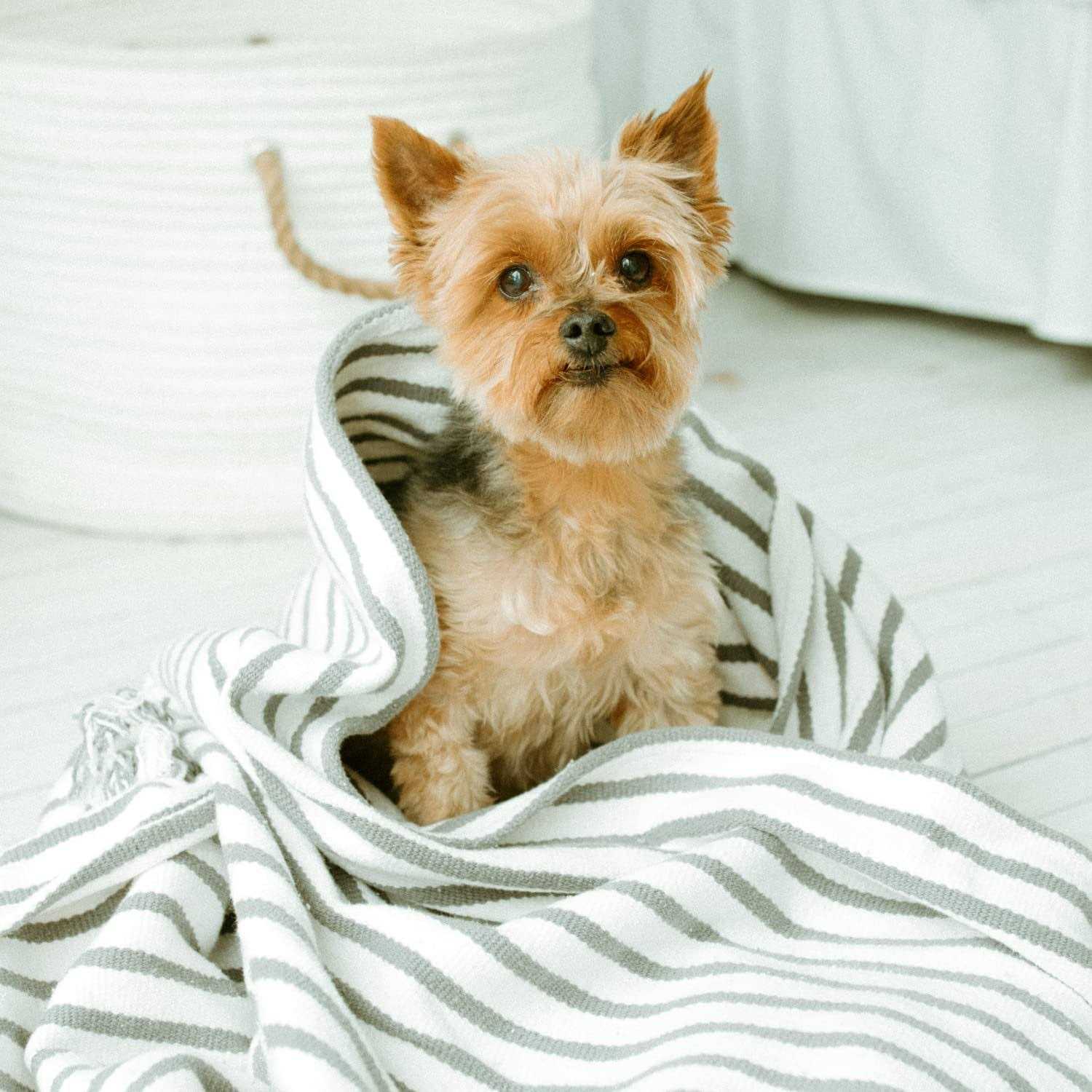 Earthbath Mango Tango 2-in-1 Conditioning Shampoo