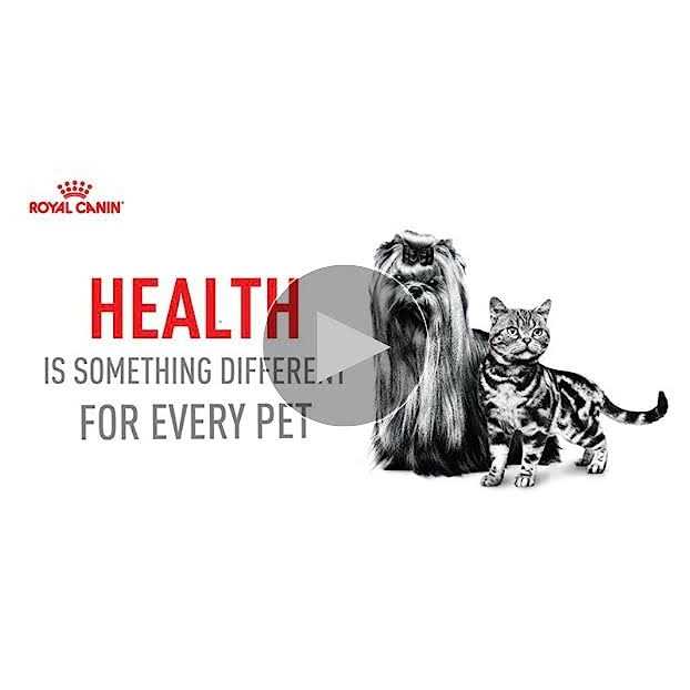 Royal Canin Ragdoll Adult Cat Food