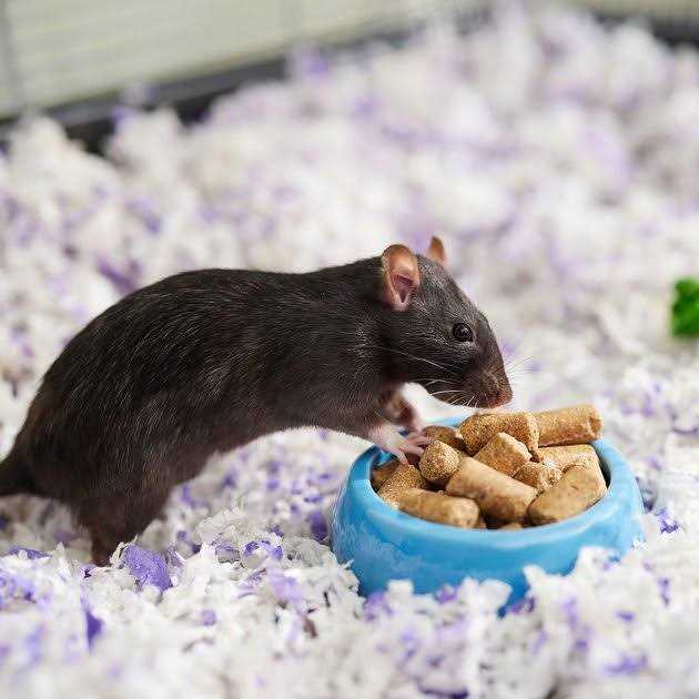 Kalmbach Feeds Rodent Diet Cubes Rats & Mice Food