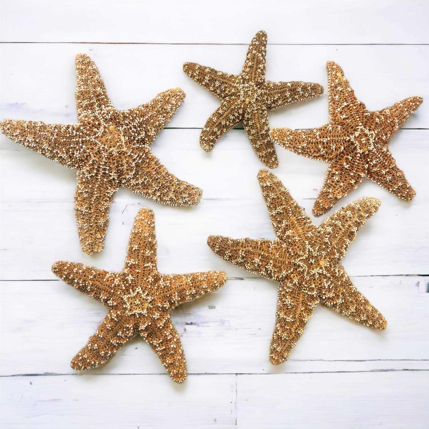 Tumbler Home Sugar Starfish 4 6 inch Large Starfish Sea Star Starfish Decor