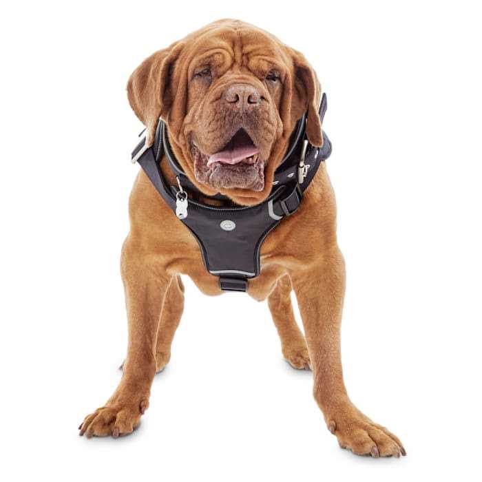 YOULY Big Black Dog Harness