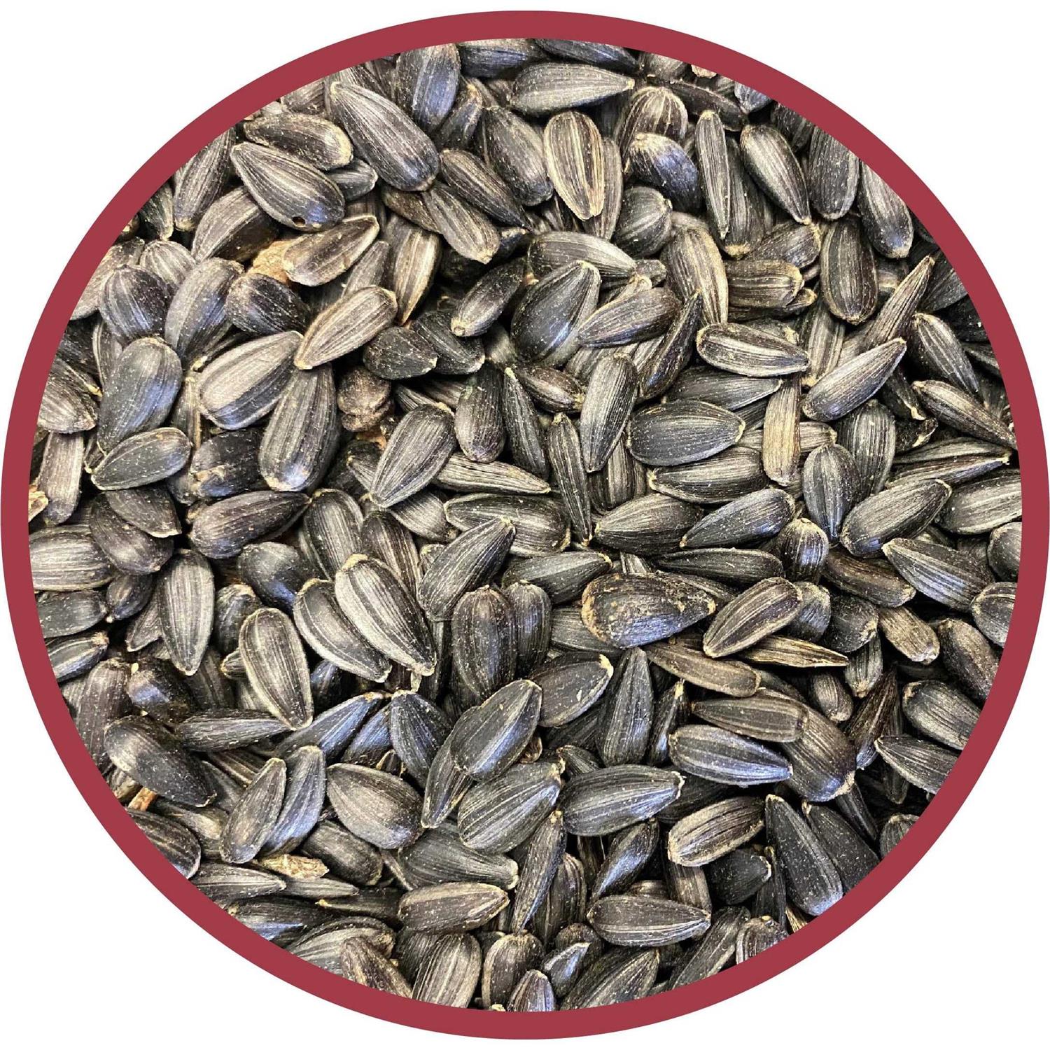 Pennington Select Black Oil Sunflower Seed Wild Bird Feed