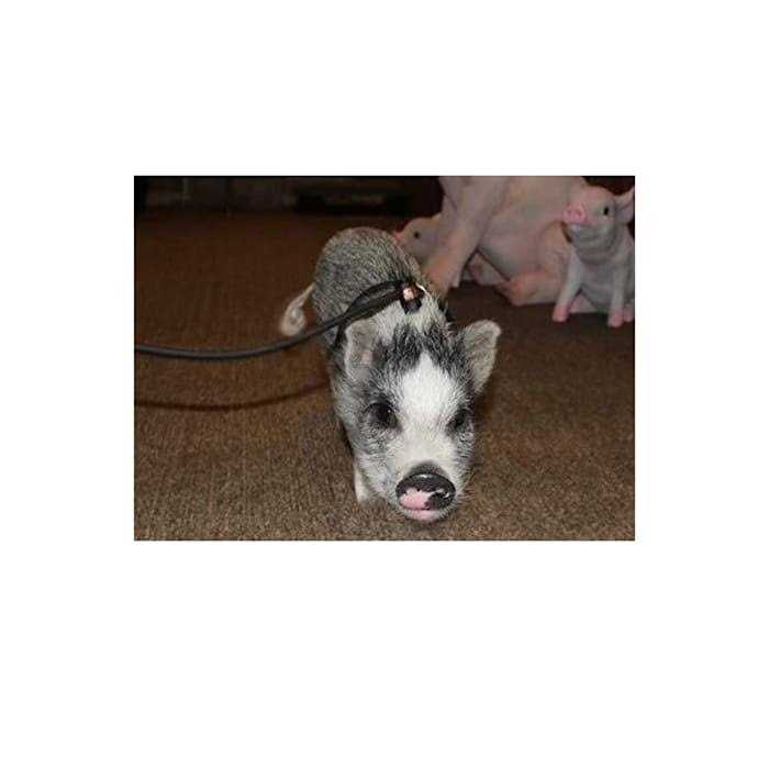 Piggy Poo and Crew Adjustable Mini Pig Harness and Leash