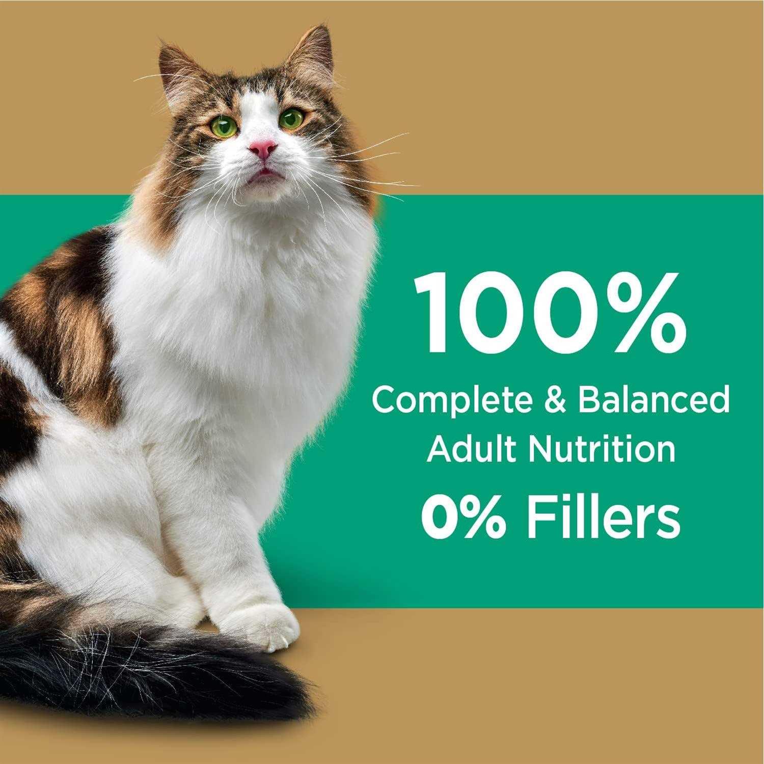 Iams Proactive Health Care Salmon Adult Dry Cat Food