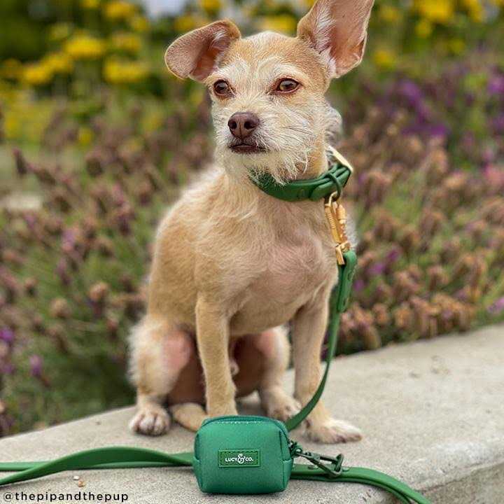 Lucy & Co Everyday PVC Collar