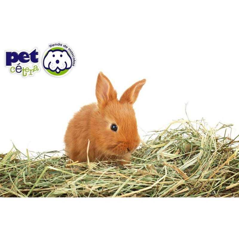 Kaytee Forti-Diet Timothy Select Rabbit Food