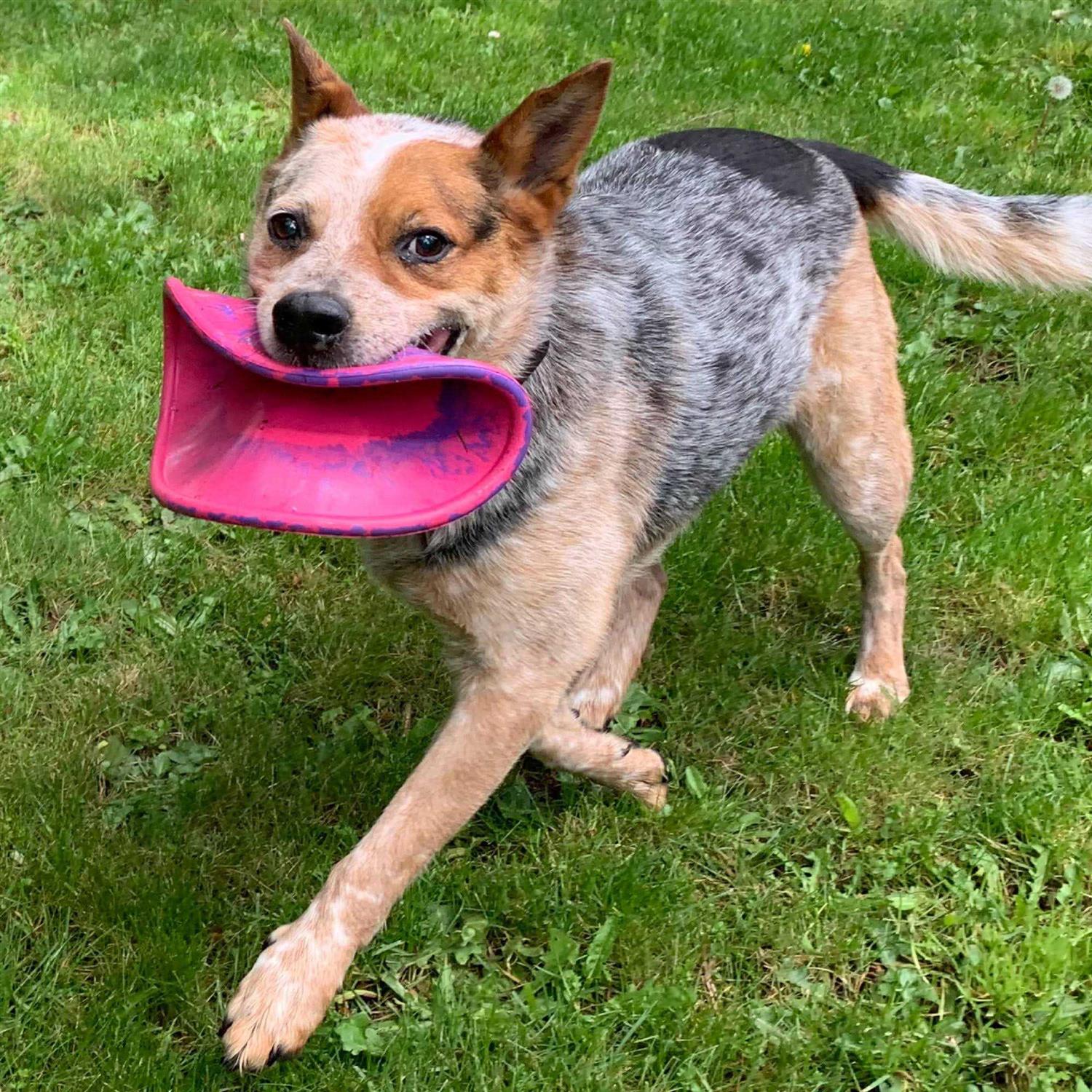 Ruff Dawg Dog Toy K9 Flyer