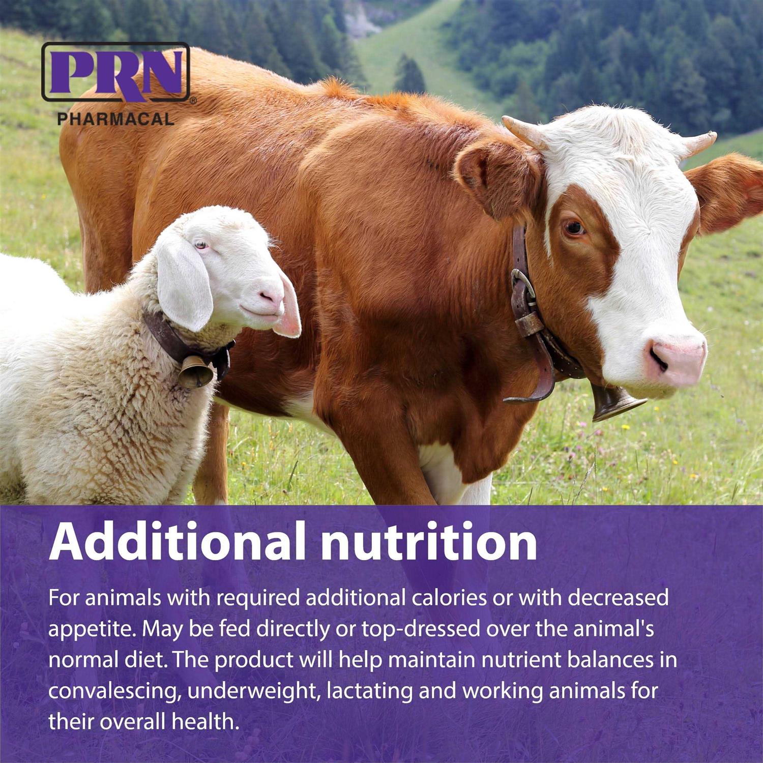 STAT High Calorie Liquid Supplement 16oz Bottle