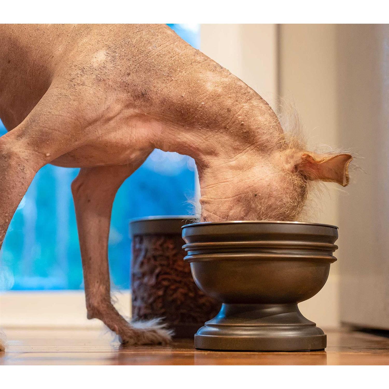 Pet Junkie Summit Elevated Dog Bowl for Food or Water