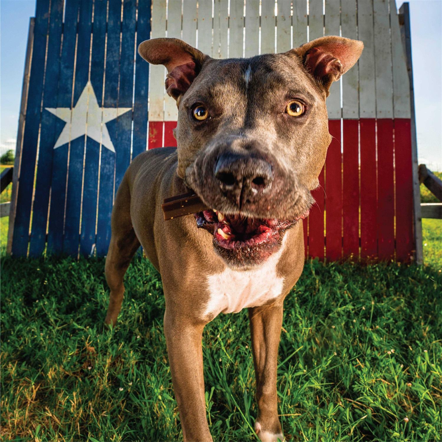 Get Naked Grain Free Weight Management Dental Chew Sticks