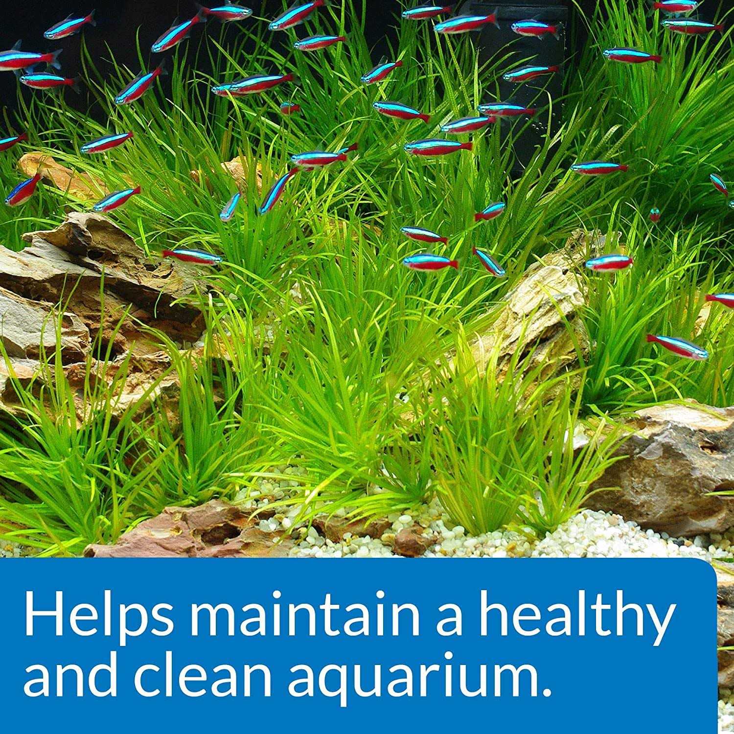 API Aquarium Start Up Pack