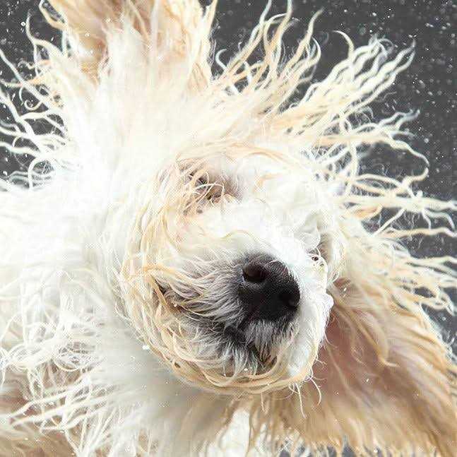 Dog by Dr. Lisa Wash Natural Dog Gentle Cleanser