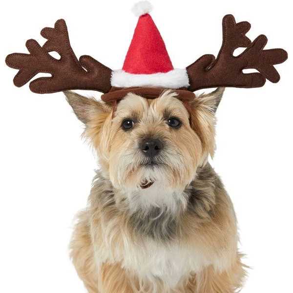 Coastal Pet Size Right Adjustable Cat Harness