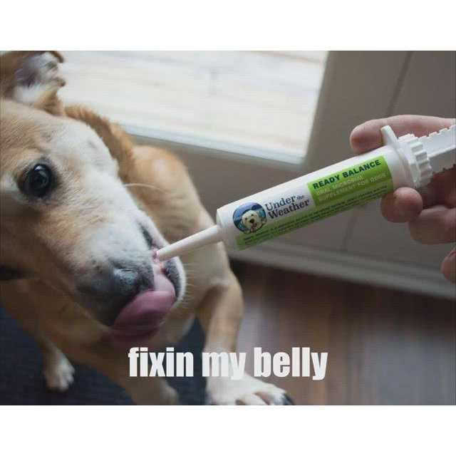 Under the Weather Ready Balance for Dogs