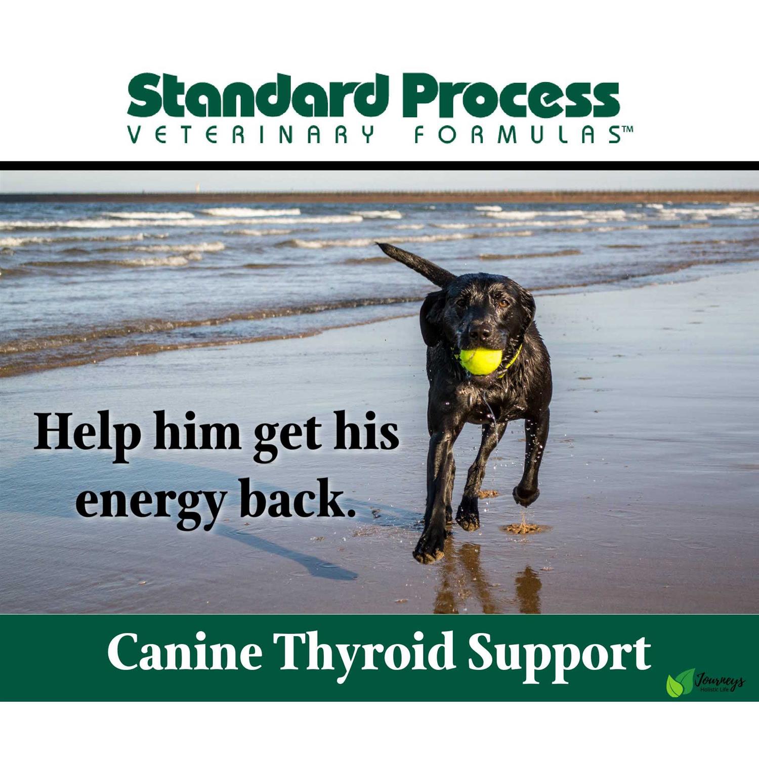 Canine Thyroid Support