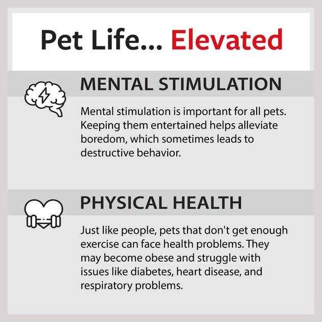 Caitec Cockatiel Ladder