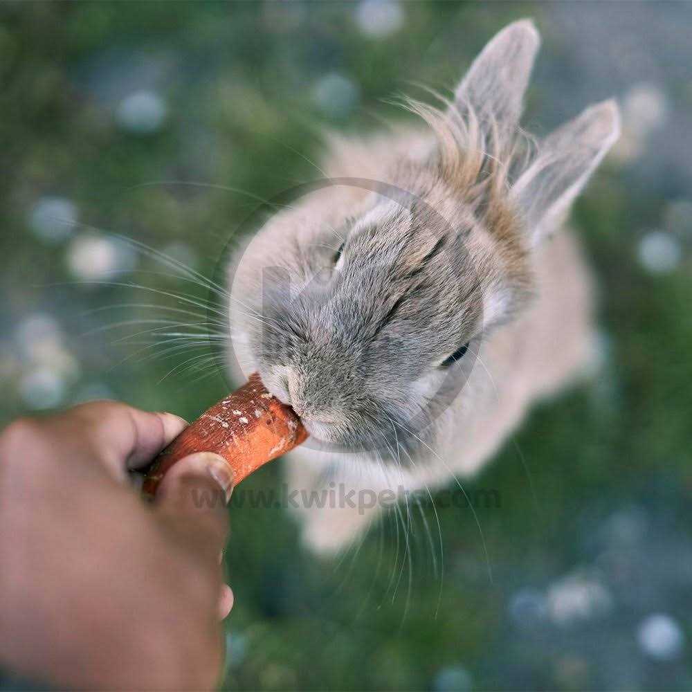 Kaytee Apple Orchard Sticks