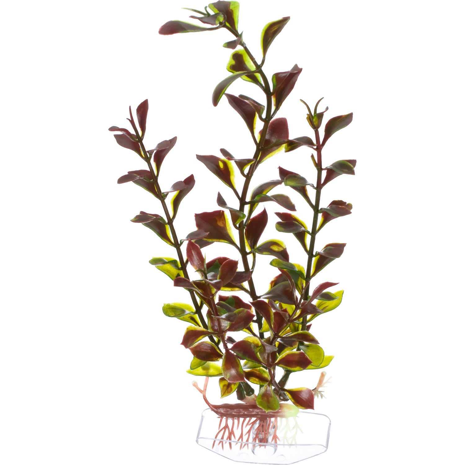 Imagitarium Ludwigia Medium