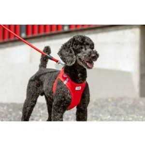 Curli Stretch Comfort Leash