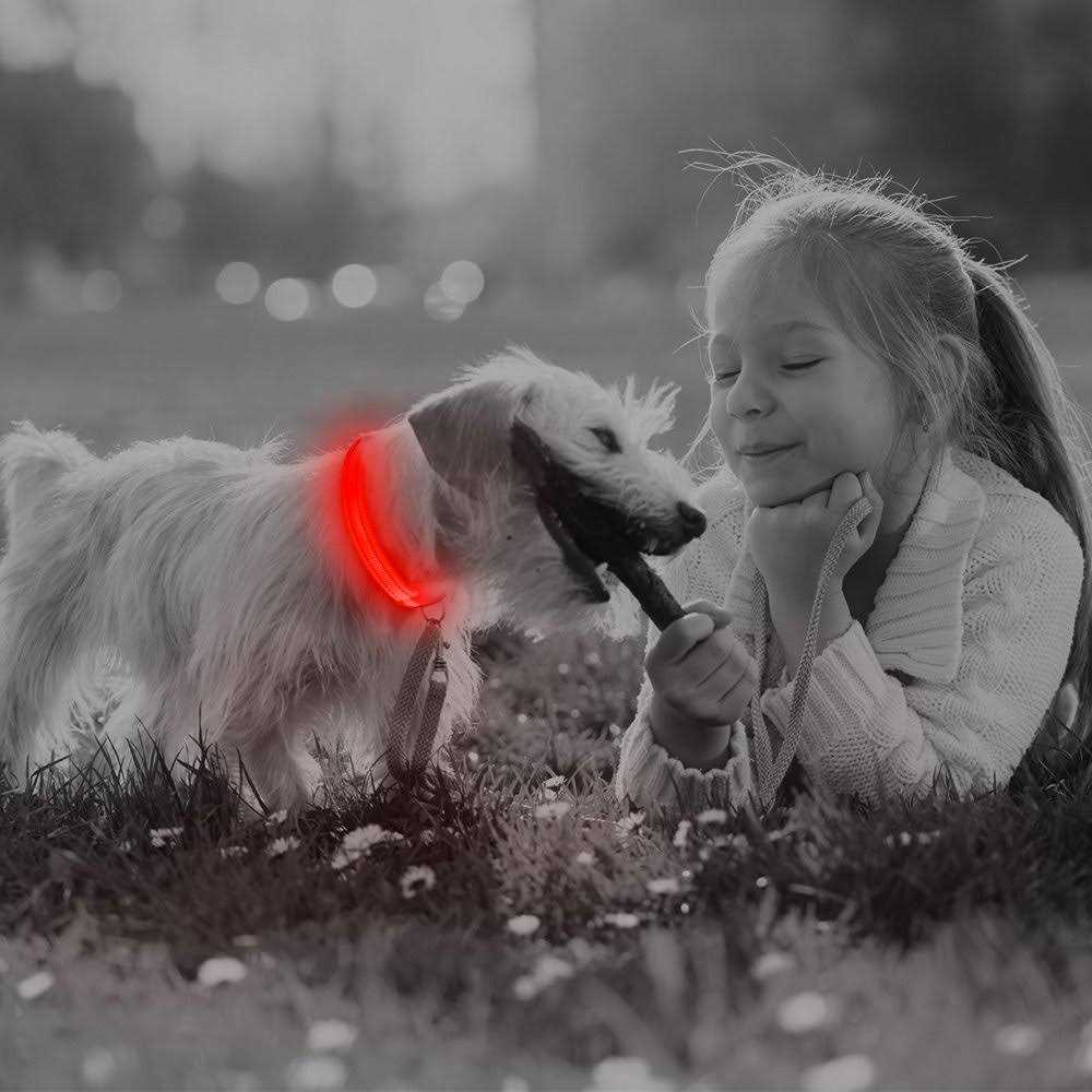 BSEEN Light Dog Collars Rechargeable LED Dog Collar Collar