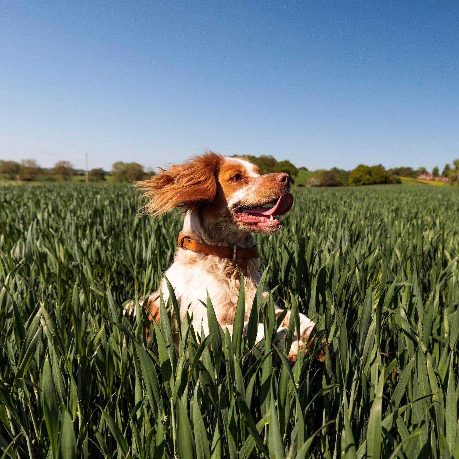 Nutro Max Dry Dog Food Adult Recipe