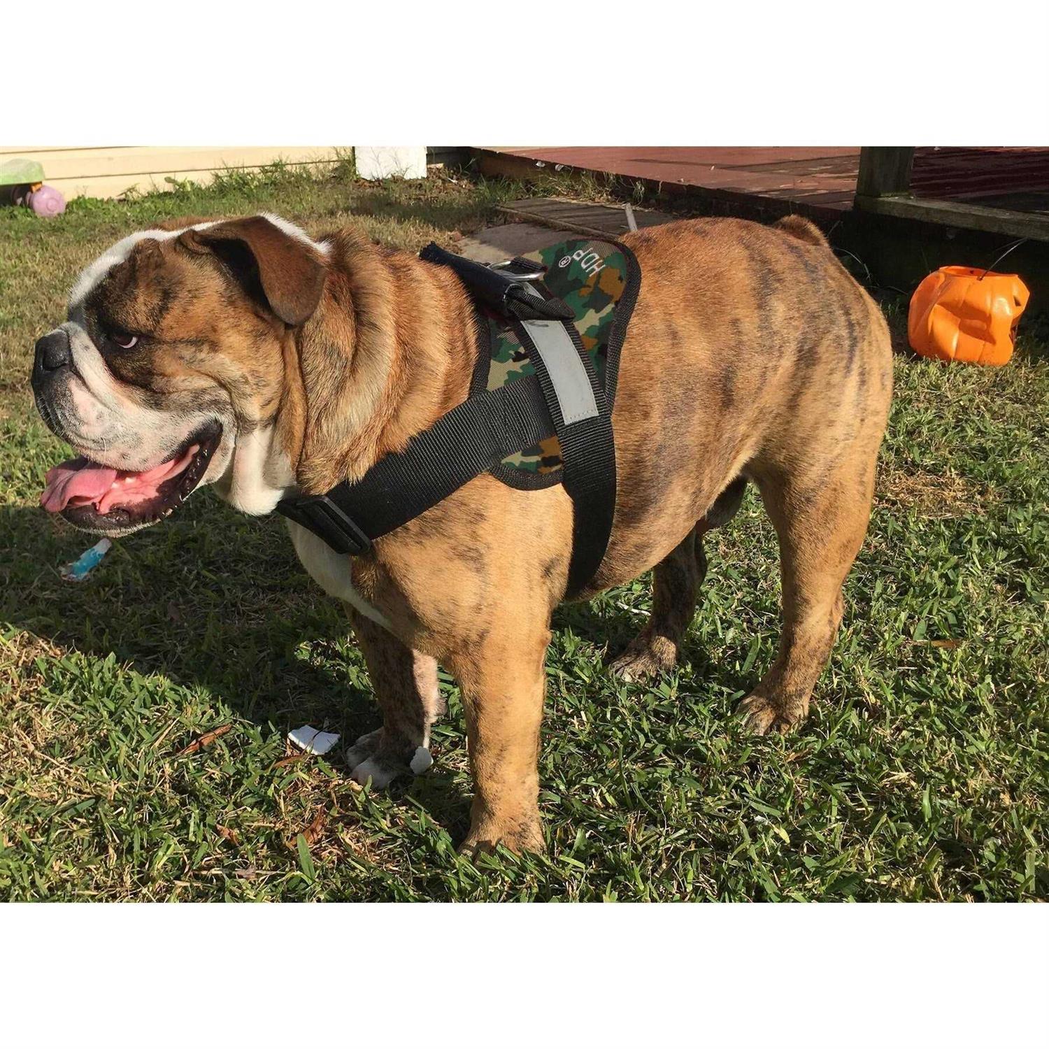 HDP Big Dog Soft No Pull Harness