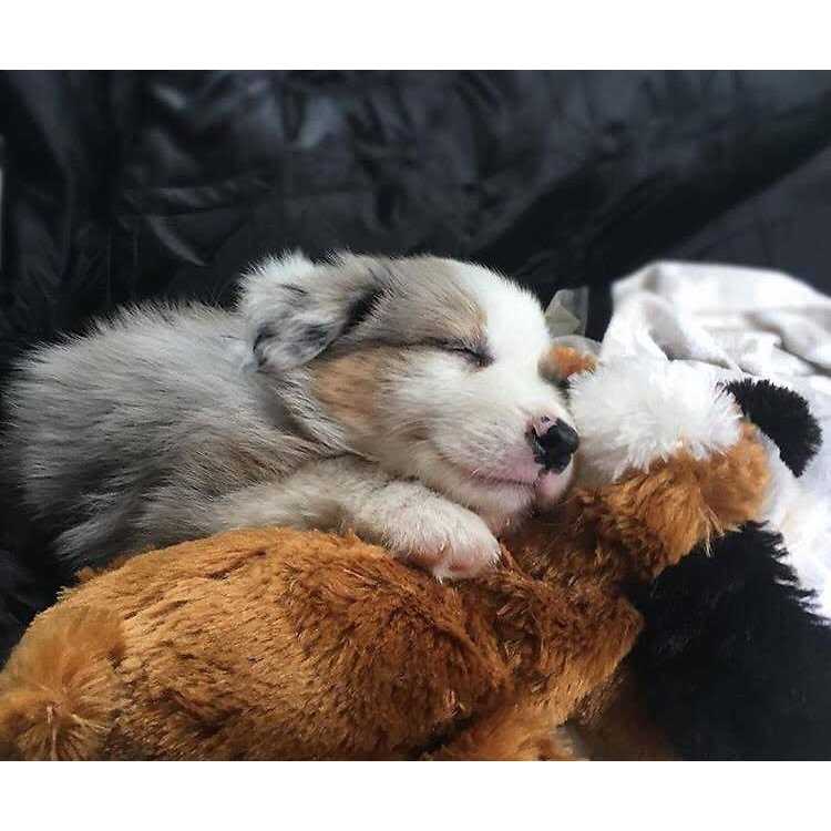 Snuggle Puppy Behavioral Aid Toy