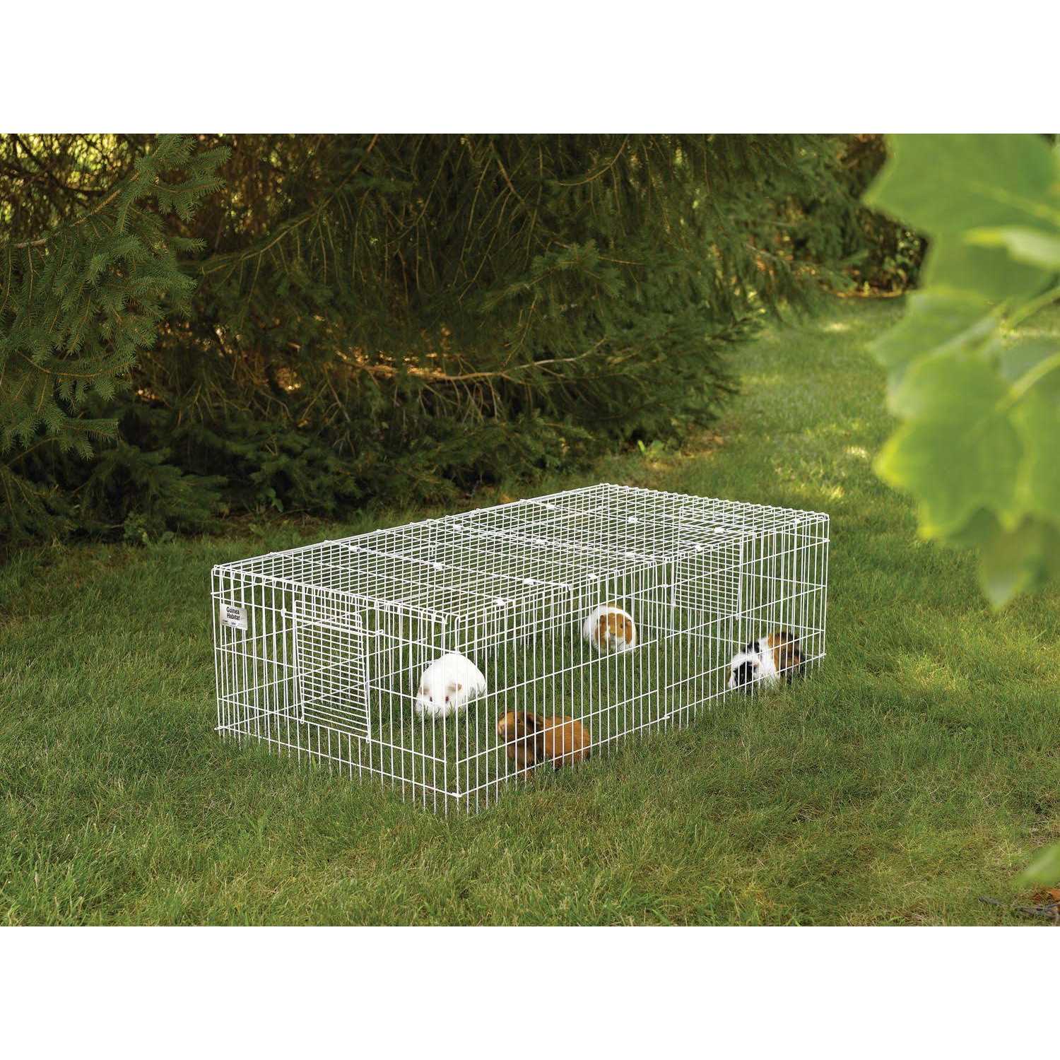 Guinea Habitat Guinea Pig MidWest