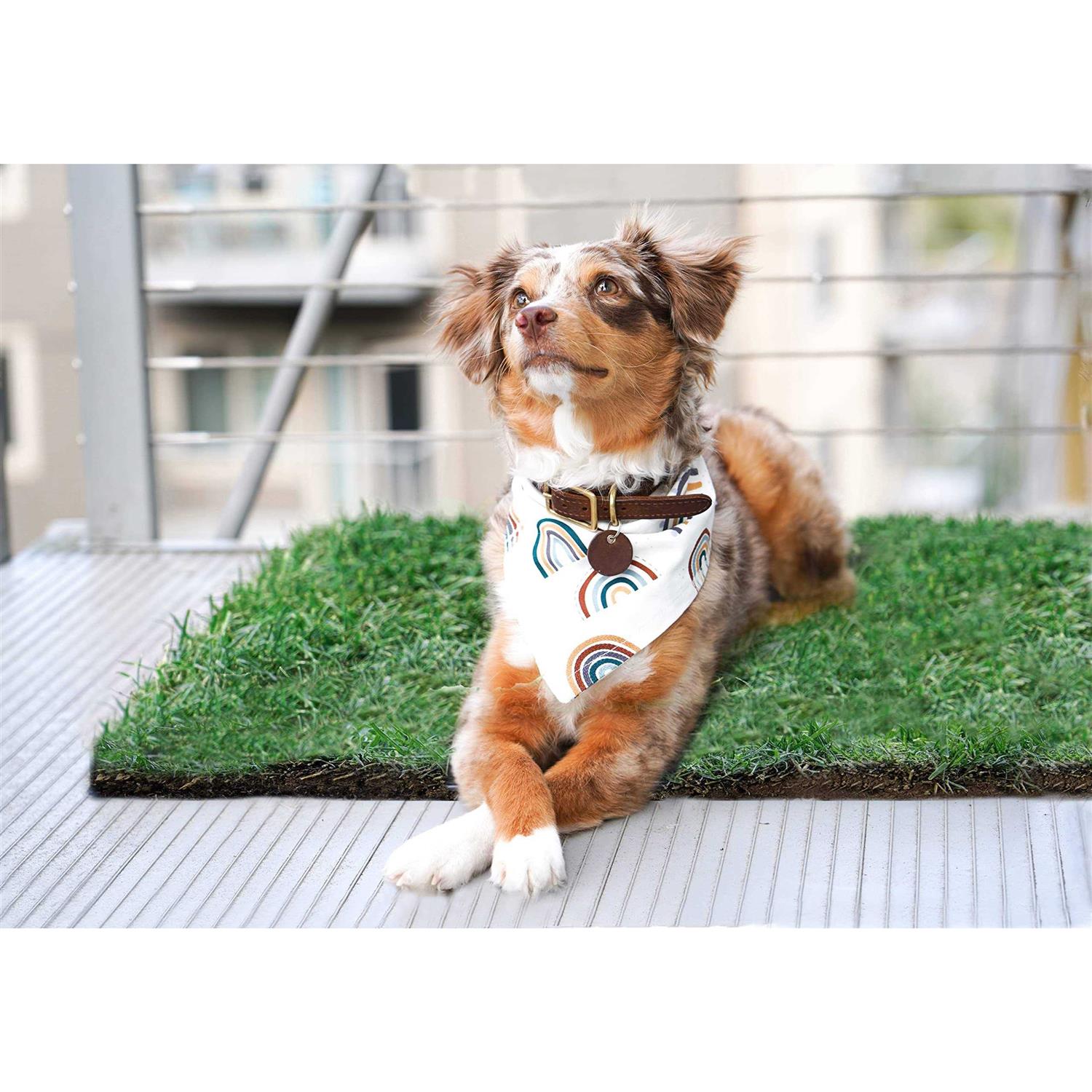 DoggieLawn Dog Potty Real Grass