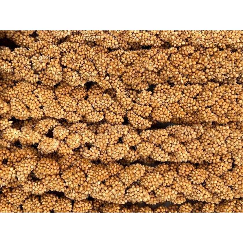 Higgins Spray Millet