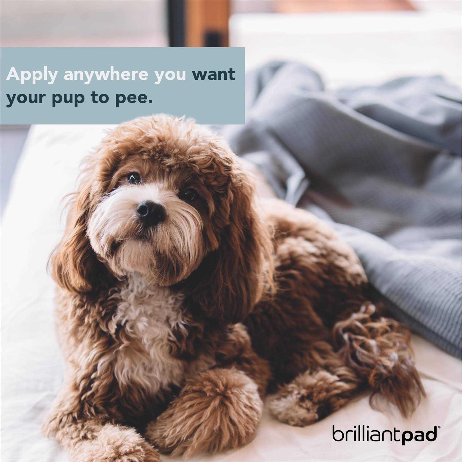 Brilliantpad ‘Go Here!’ Dog Potty Attractant Spray