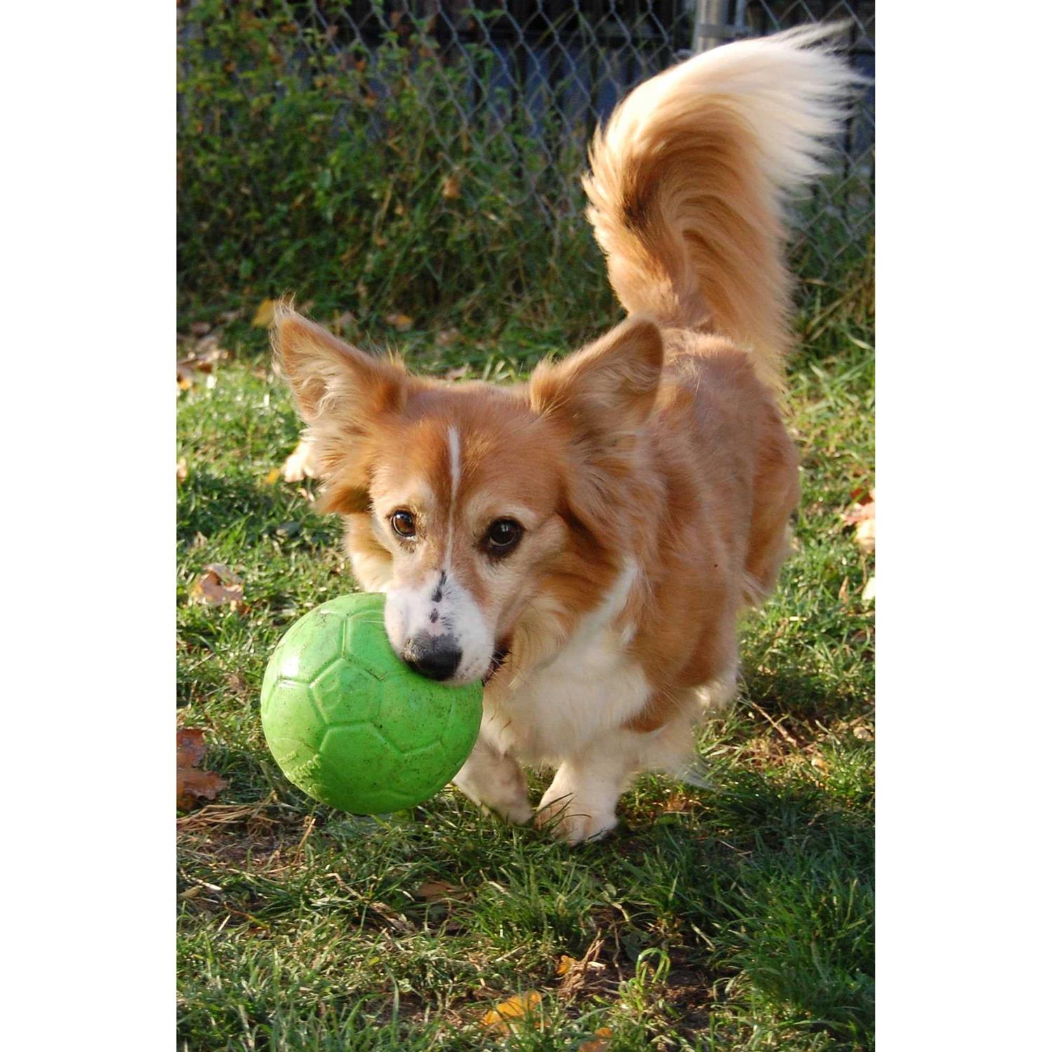 Jolly Pets Soccer Ball