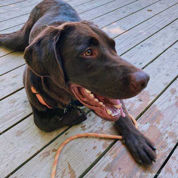 K9 Explorer Brights Reflective Front-Connect Harness