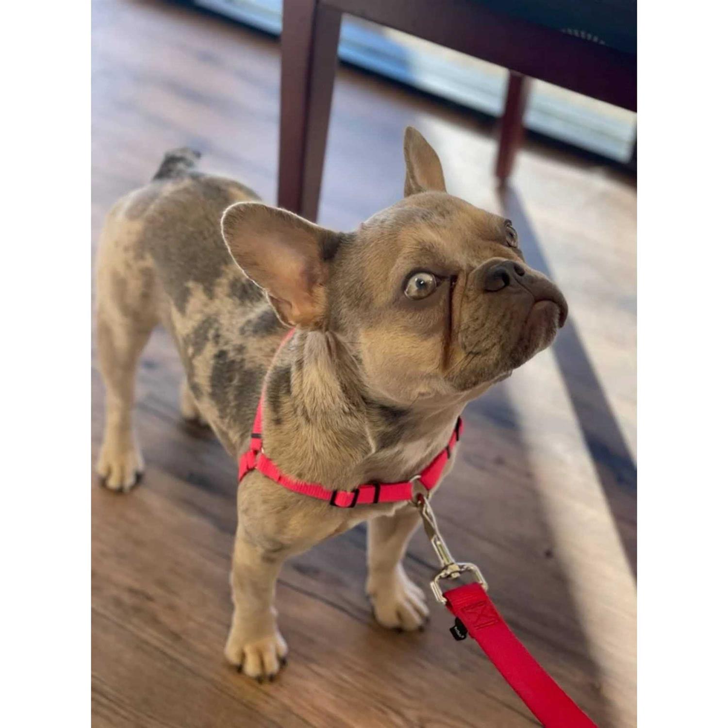 SENSE ation No Pull Dog Harness